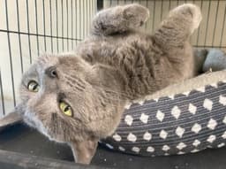 Stormy Felv Foster Cat image 4