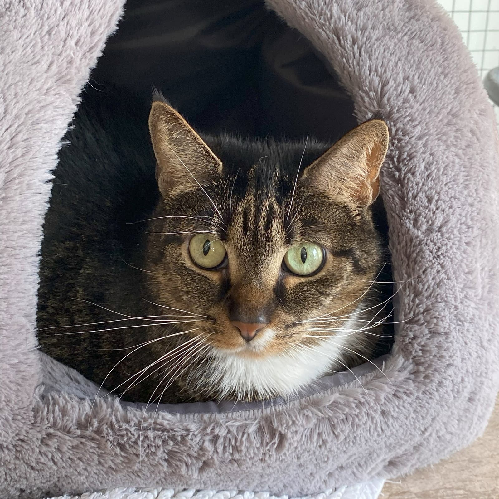 Millie - Domestic Short Hair
