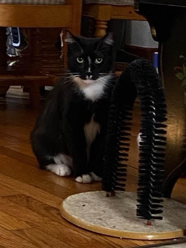 Ray Ray Foster Cat - Domestic Short Hair