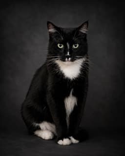 Ray Ray Foster Cat image 2
