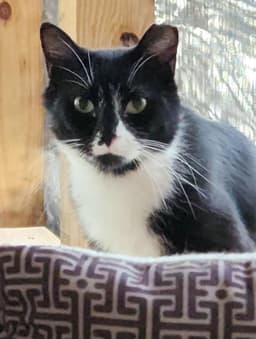 Henray Foster Cat image 1