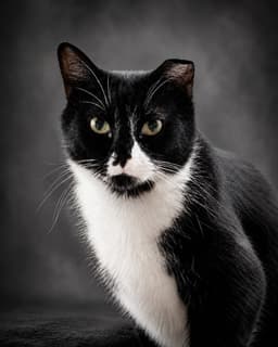 Henray Foster Cat image 2