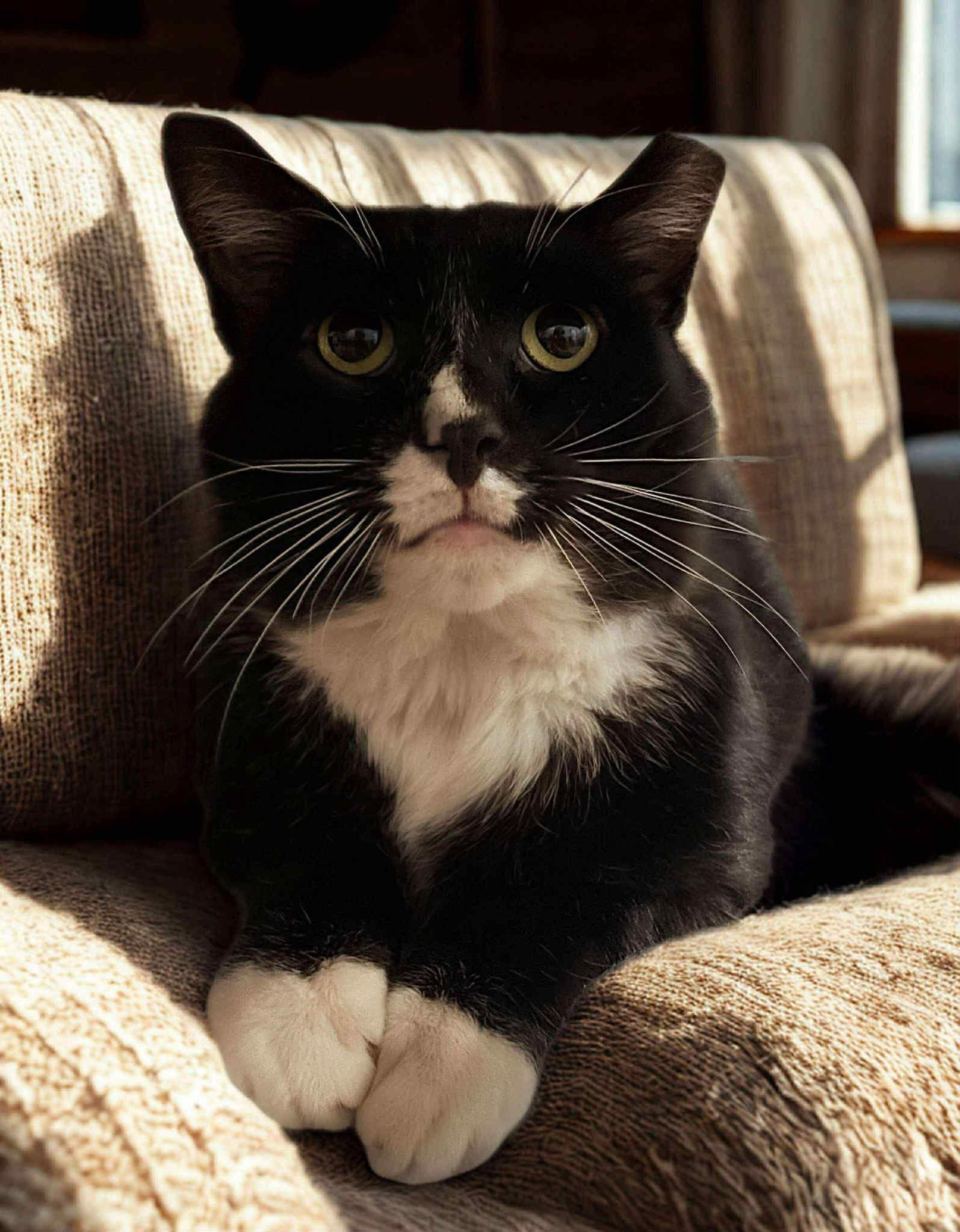 Sylvester Fiv - Domestic Short Hair