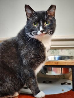 Sylvester Fiv image 4