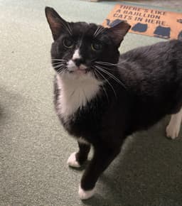 Sylvester Fiv image 3