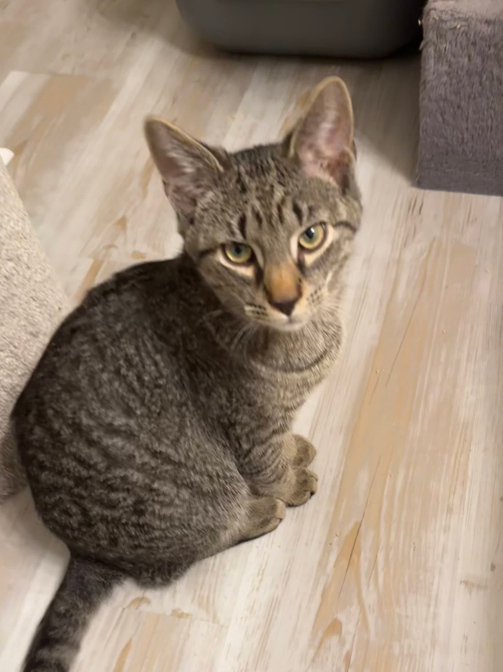 Thomas Foster Cat - Domestic Short Hair