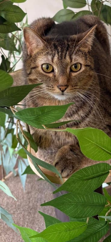 Noodle - Domestic Short Hair