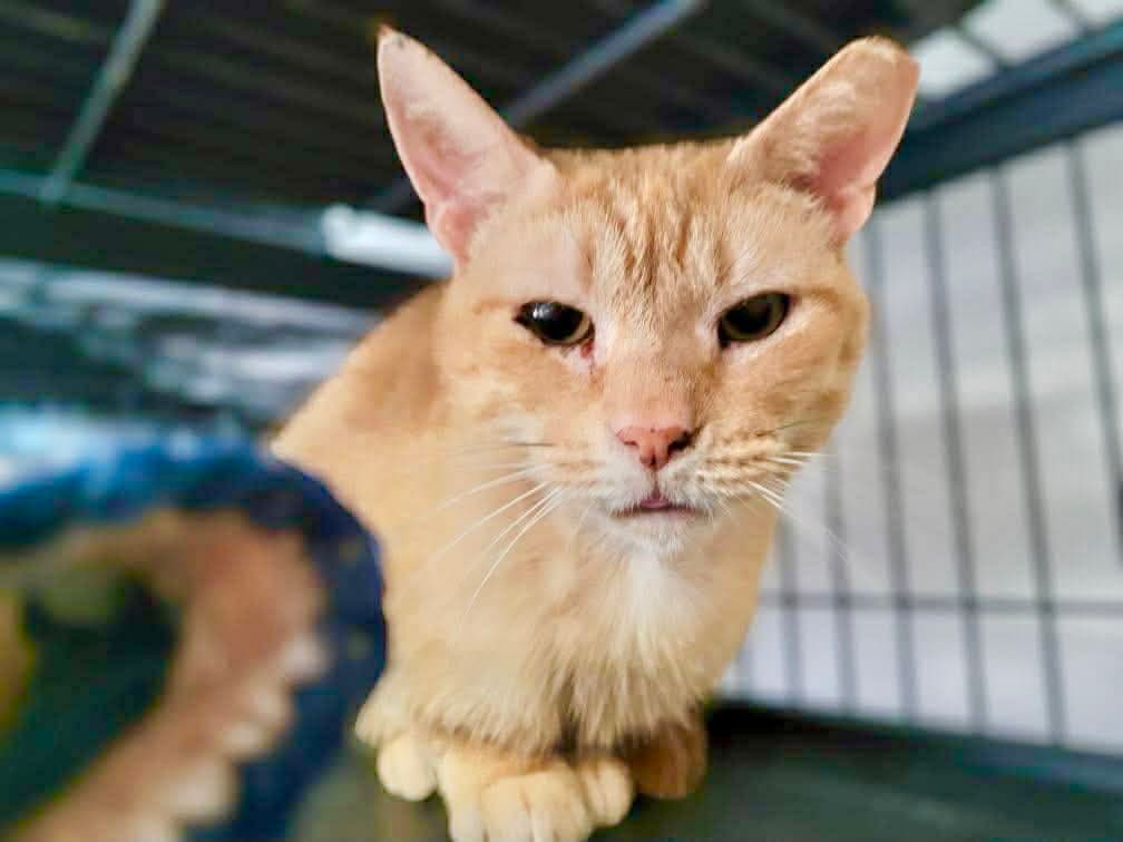 Queso - Domestic Short Hair