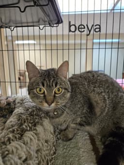 Beya image 3