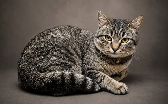 Beya - Domestic Short Hair