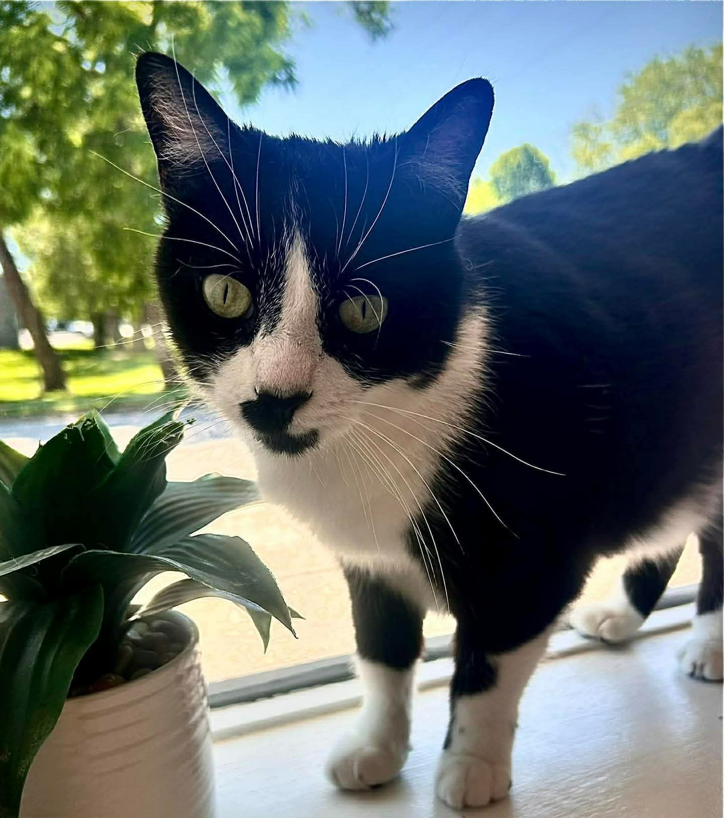Hope - Domestic Short Hair