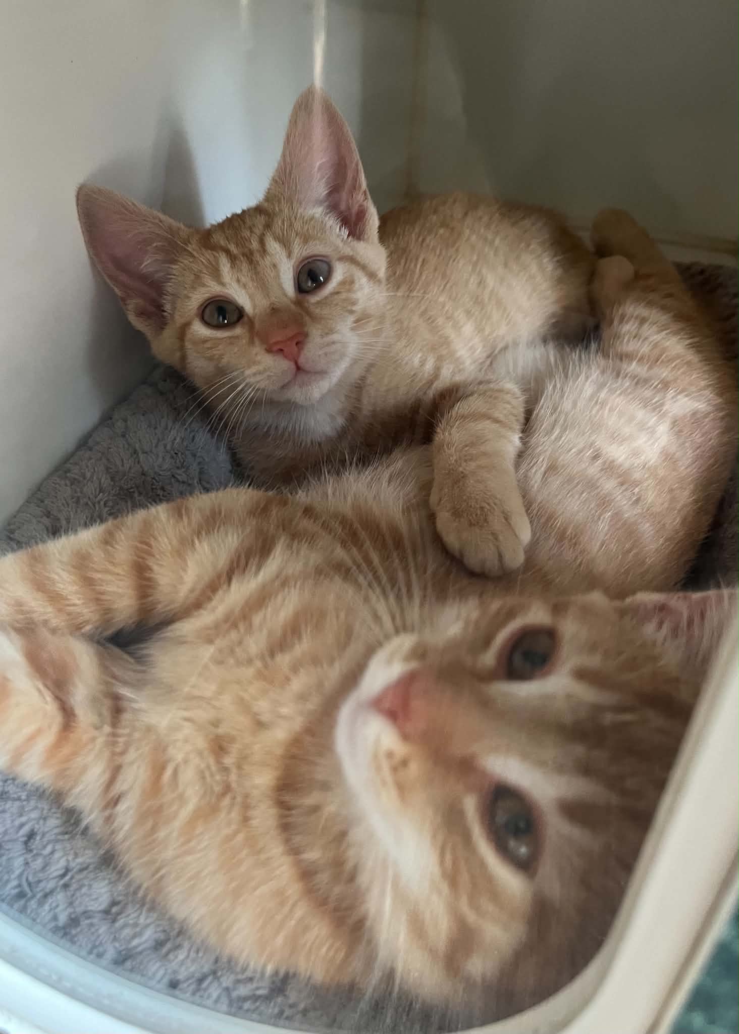 Flower - Domestic Short Hair