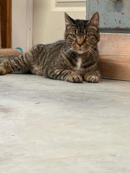 Jinx Foster Cat image 1