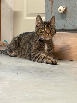 Jinx Foster Cat image 2