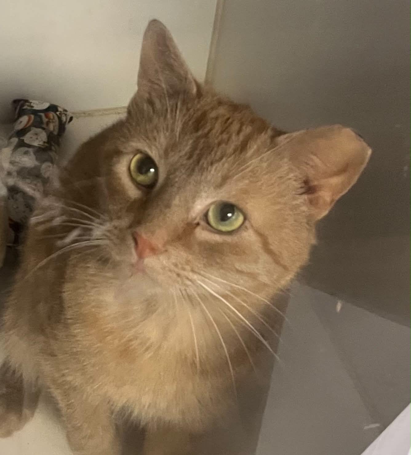 Homefry - Domestic Short Hair