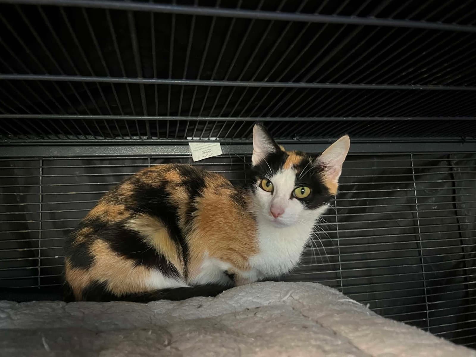 Olive - Domestic Short Hair