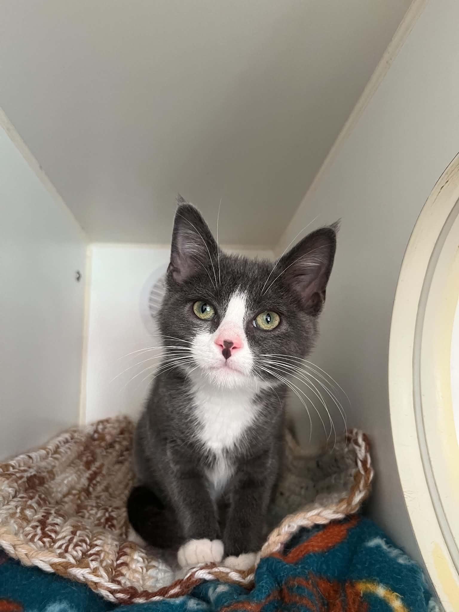 Emmy - Domestic Short Hair