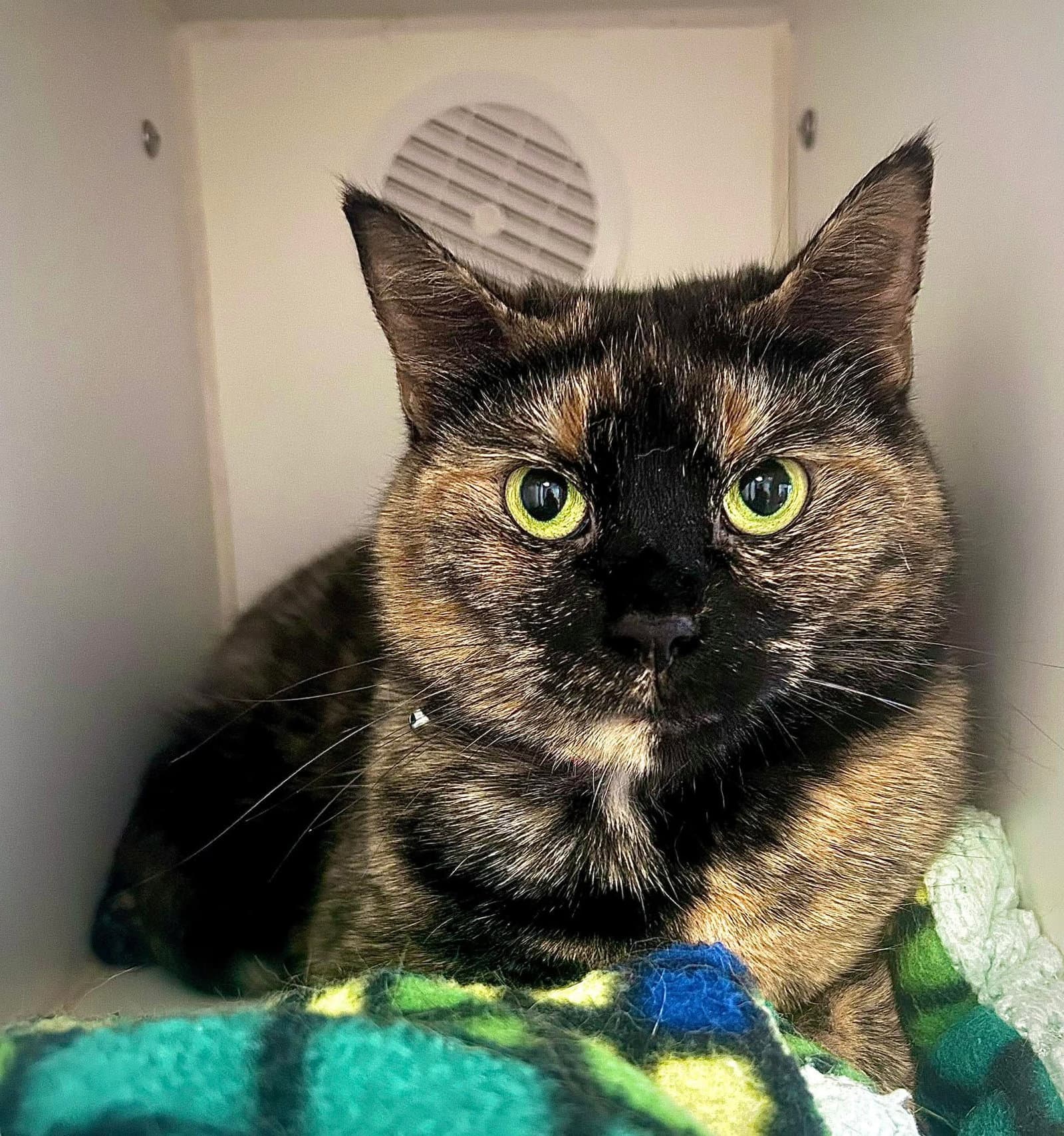 Mac - Domestic Short Hair