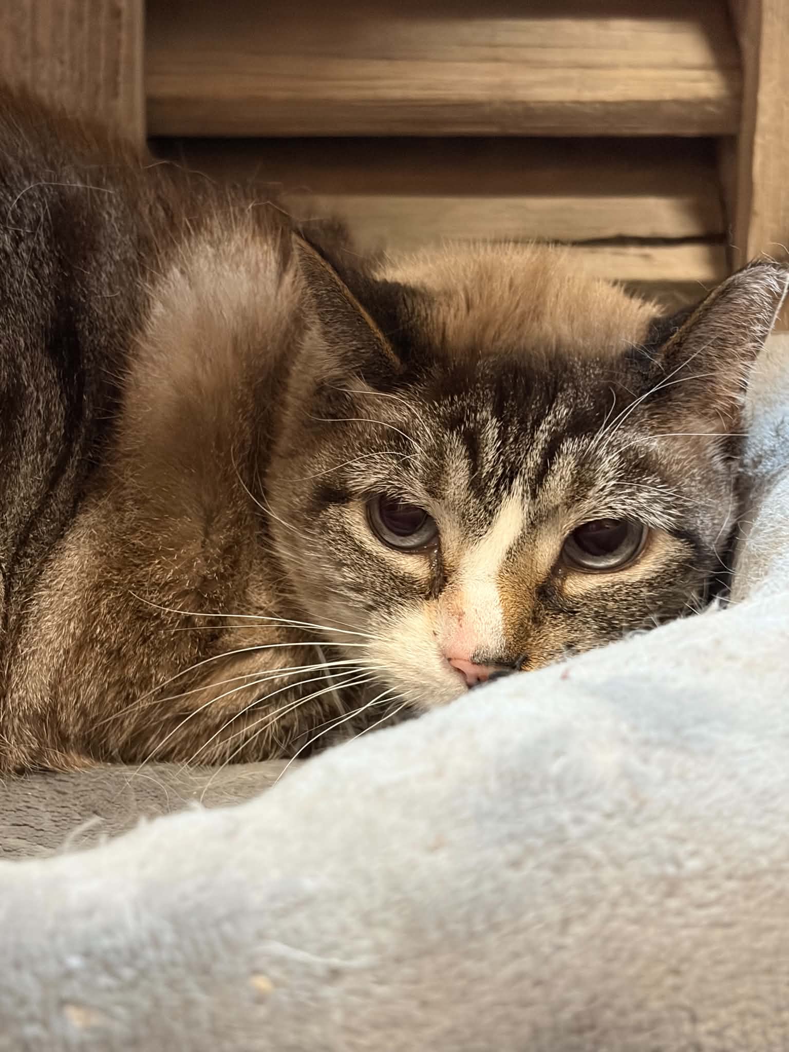 Petunia Foster Cat - Domestic Short Hair