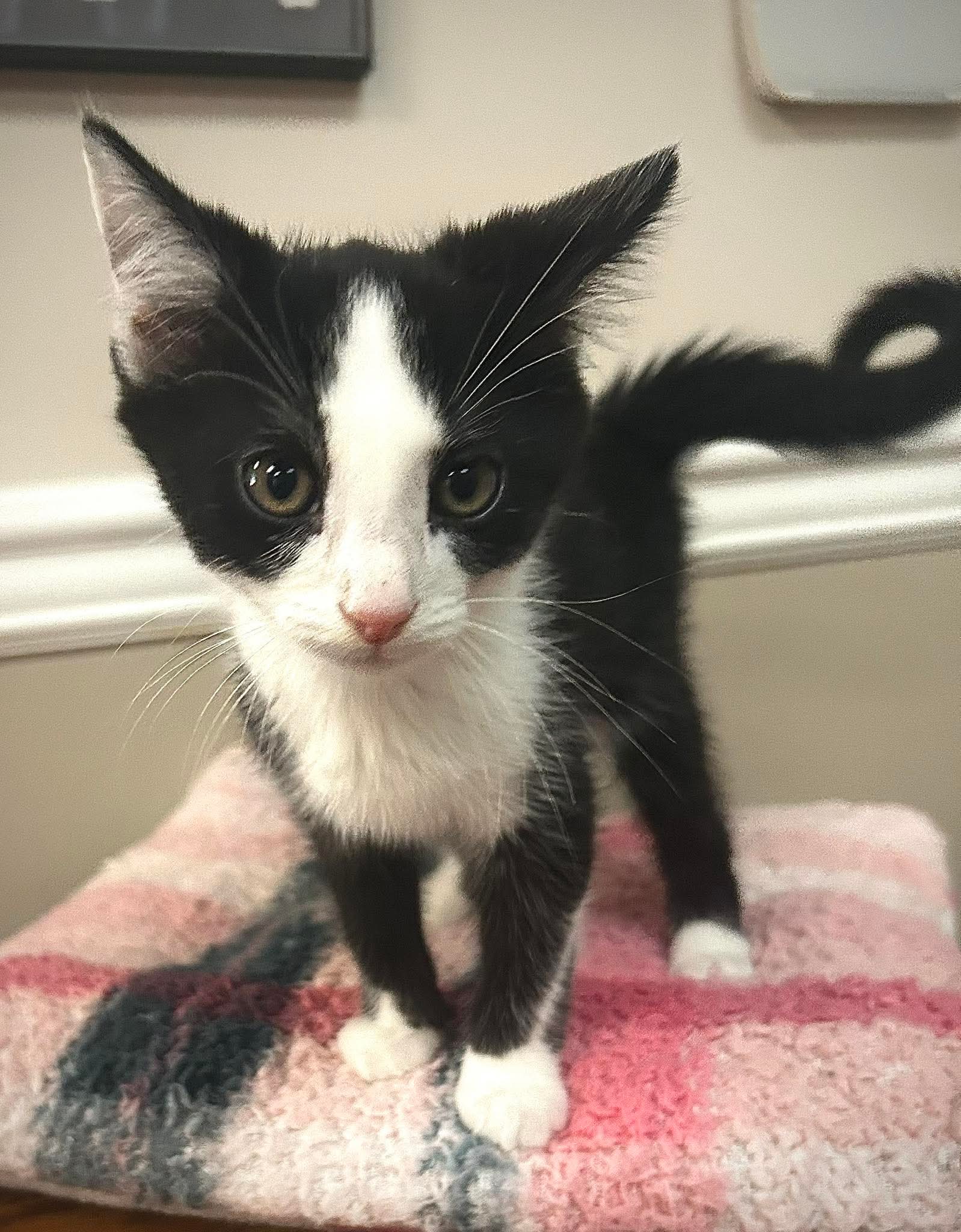 Oreo - Domestic Short Hair