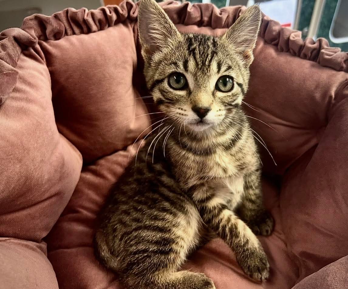 Elle - Domestic Short Hair