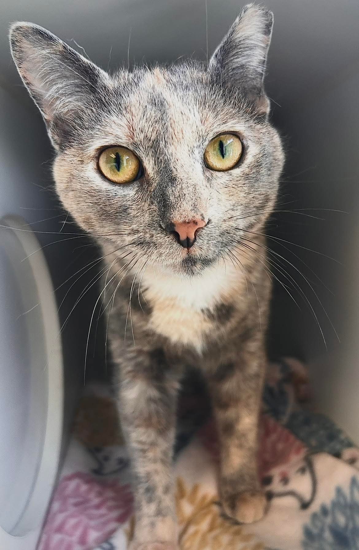 Skye - Domestic Short Hair