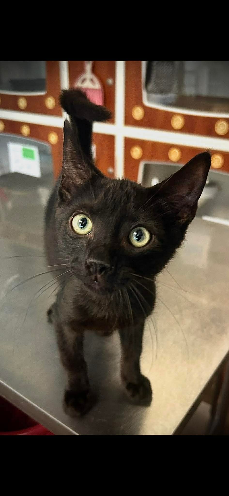 Dip - Domestic Short Hair