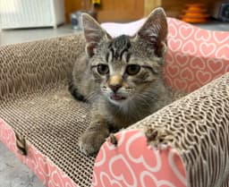 Gus Foster Cat image 1