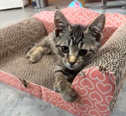 Gus Foster Cat image 2