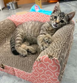 Gus Foster Cat image 3