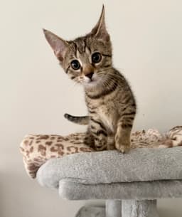 Finn Bonded To Blue  Foster Cat image 1