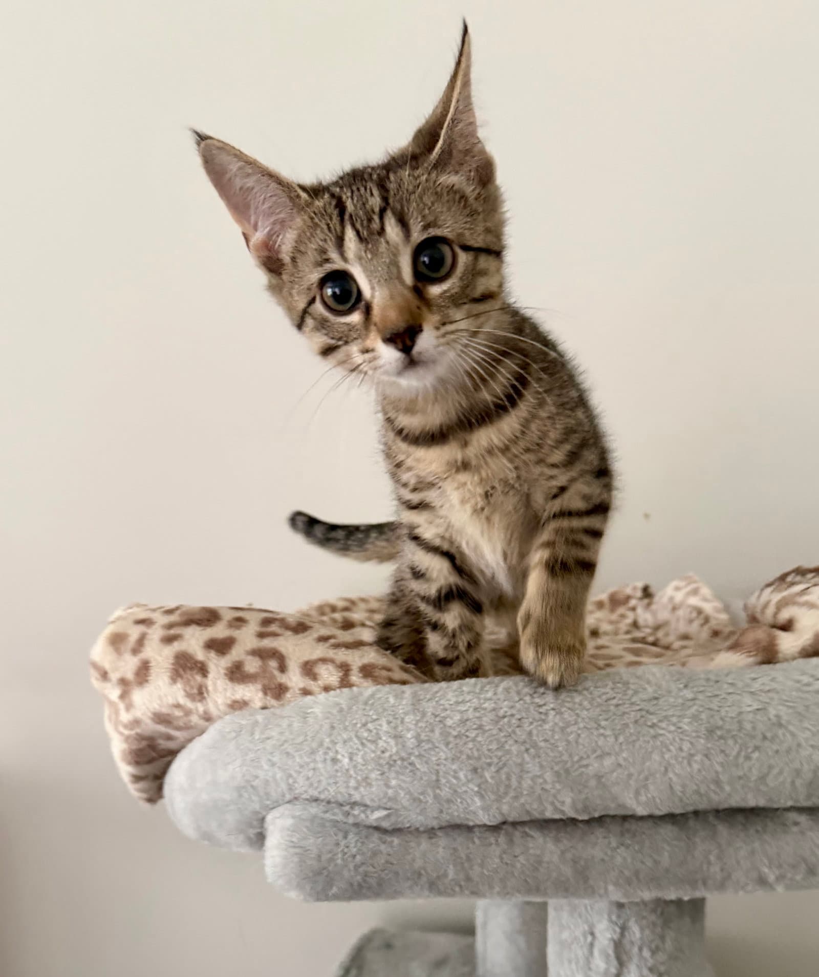 Finn Bonded To Blue  Foster Cat - Domestic Short Hair