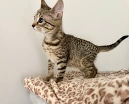 Finn Bonded To Blue  Foster Cat image 3