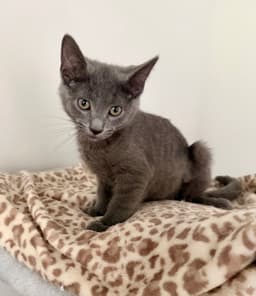 Blue Bonded With Finn Foster Cat image 1