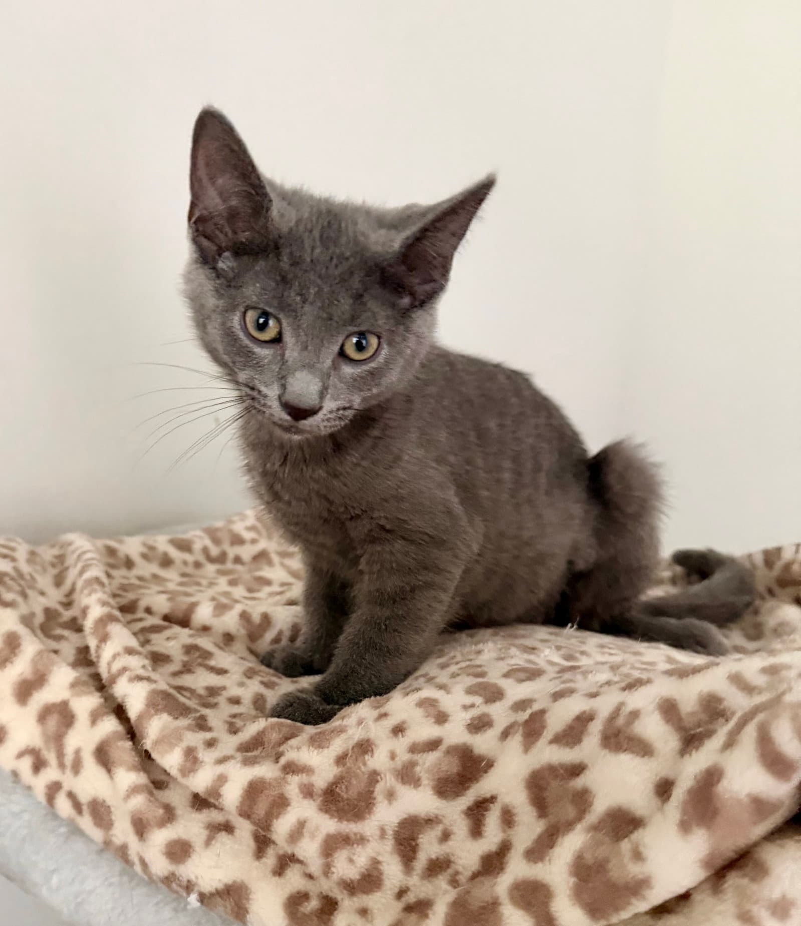 Blue Bonded With Finn Foster Cat - Domestic Short Hair