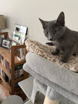 Blue Bonded With Finn Foster Cat image 3