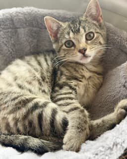 Sangria Foster Cat image 1