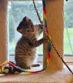Sangria Foster Cat image 2