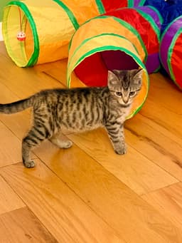 Sangria Foster Cat image 3