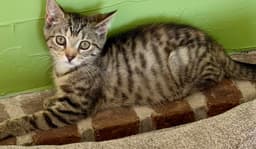 Sangria Foster Cat image 4