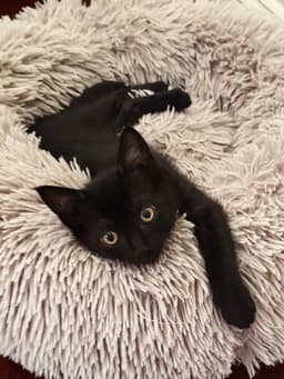 Whisper Foster Cat image 1