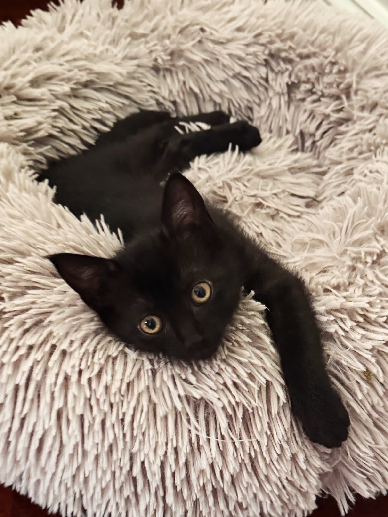 Whisper Foster Cat - Domestic Short Hair