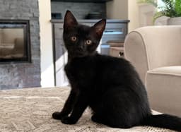 Whisper Foster Cat image 2