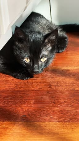 Whisper Foster Cat image 3