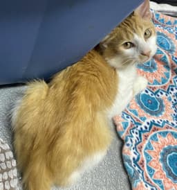 Tails Foster Cat image 1