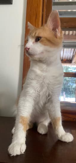Tails Foster Cat image 2