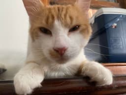 Tails Foster Cat image 3