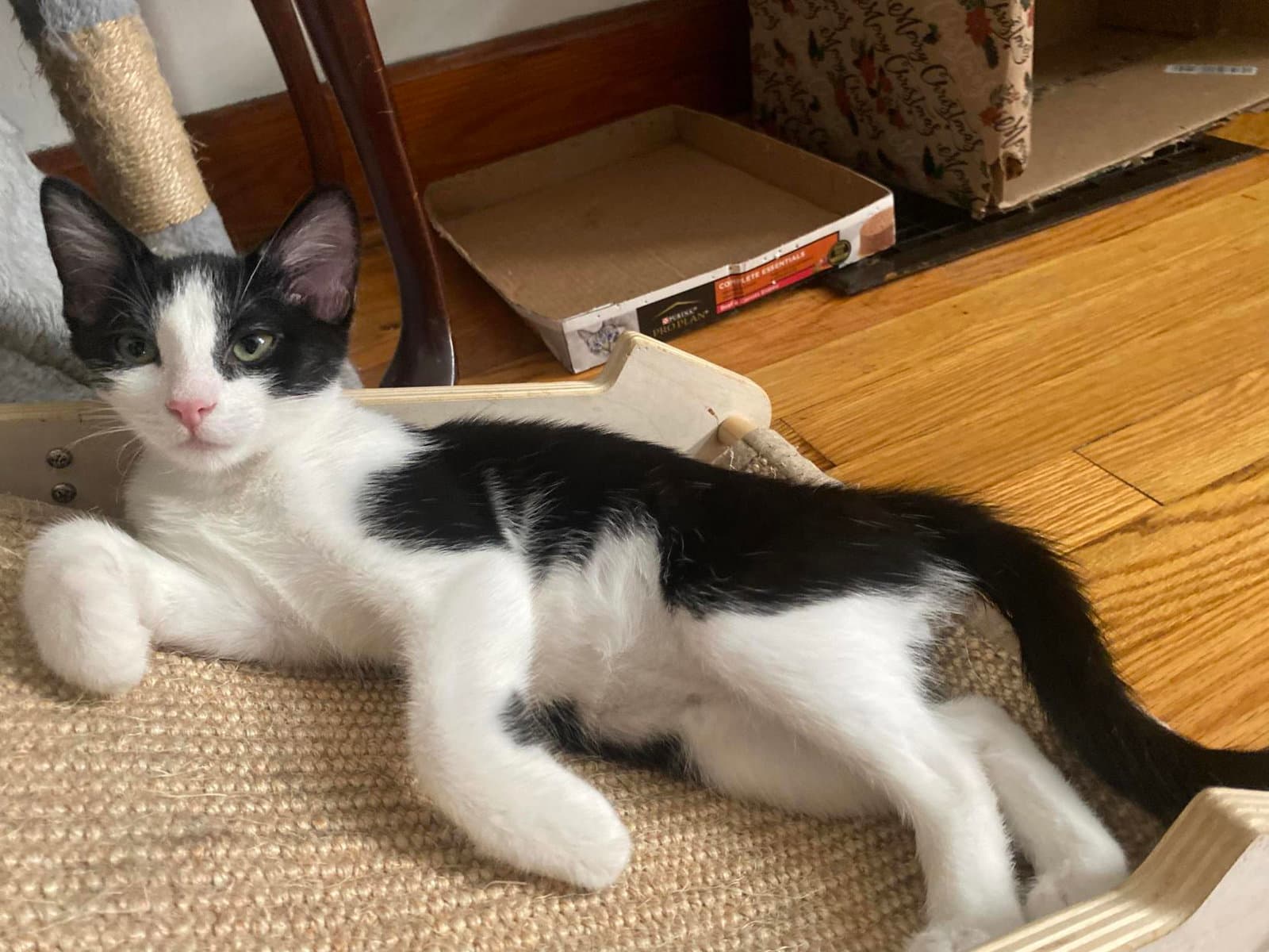 Sky Foster Cat - Domestic Short Hair