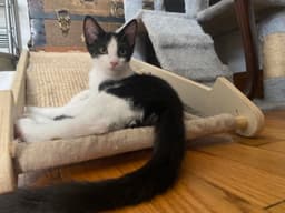 Sky Foster Cat image 2