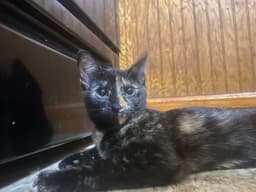 Tulip Foster Cat image 1